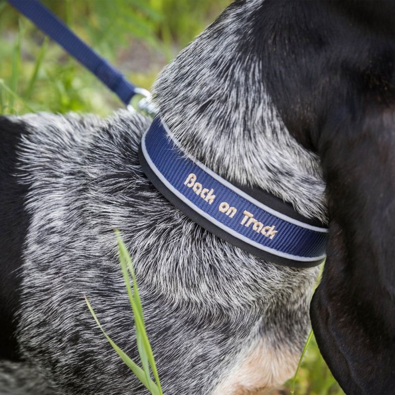 Charlie Hundhalsband, Blå